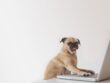 business-pug-working-on-laptop
