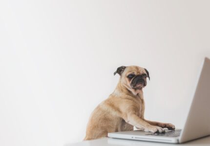 business-pug-working-on-laptop