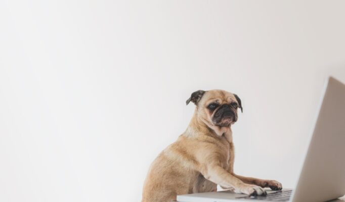 business-pug-working-on-laptop
